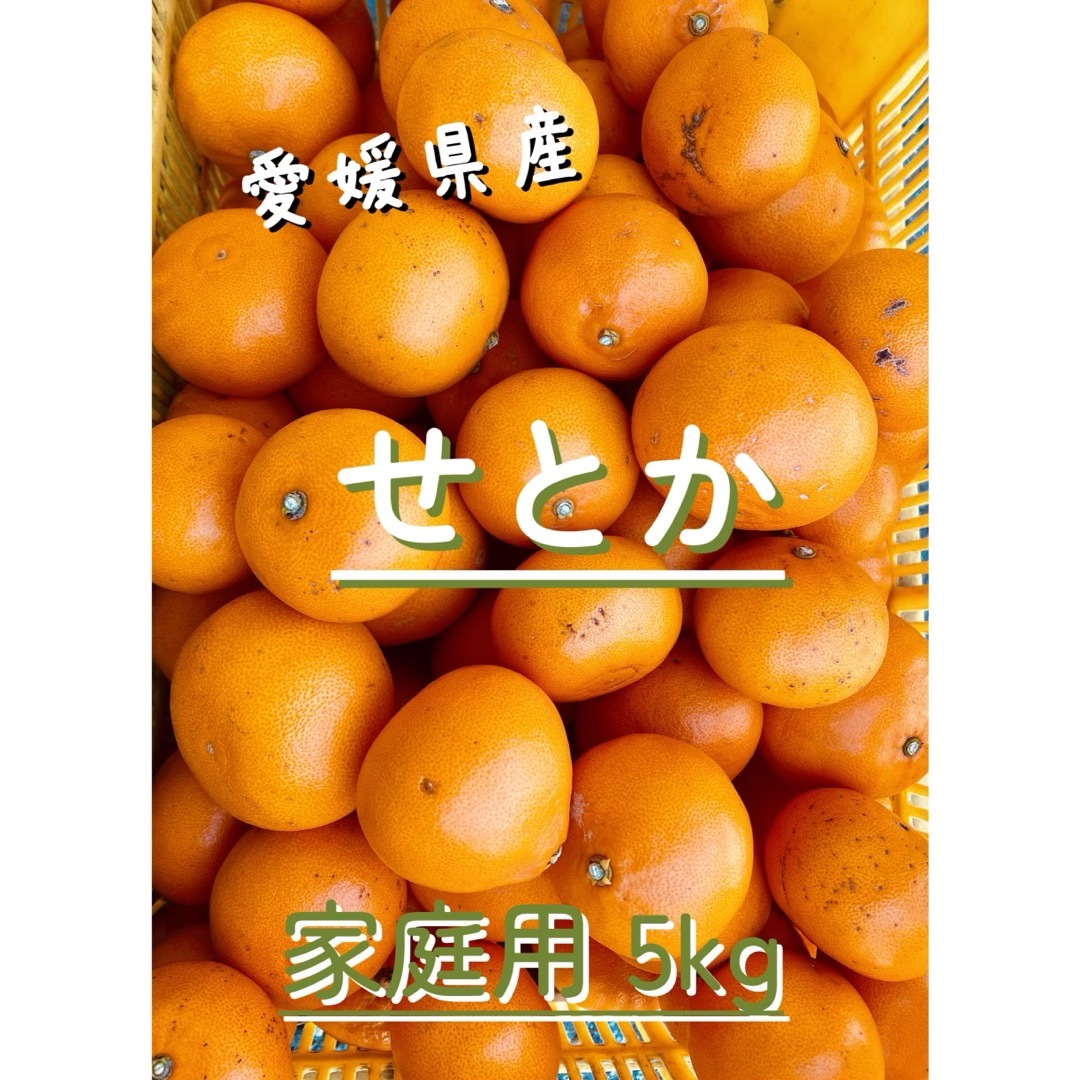 愛媛県産せとか　家庭用5kg 食品/飲料/酒の食品(フルーツ)の商品写真