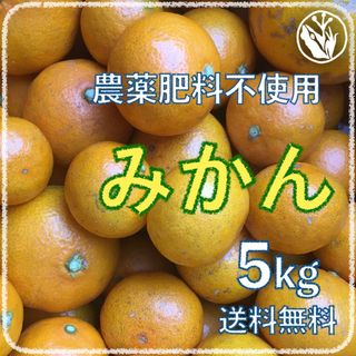 素戔嗚流超自然農蜜柑 5kg 1〜3年目 海乃蛙自然農園 農薬肥料不使用みかん(フルーツ)