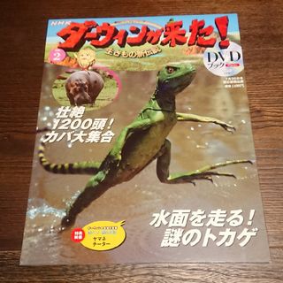 NHK「ダーウィンが来た！DVDブック」②バシリスク・カバ(絵本/児童書)