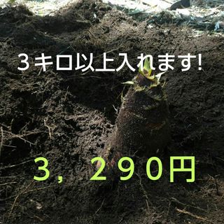 熊本県発送　クロネコヤマト最短発送　採れたて　大・中サイズ　筍　米ぬか箱込３キロ(野菜)