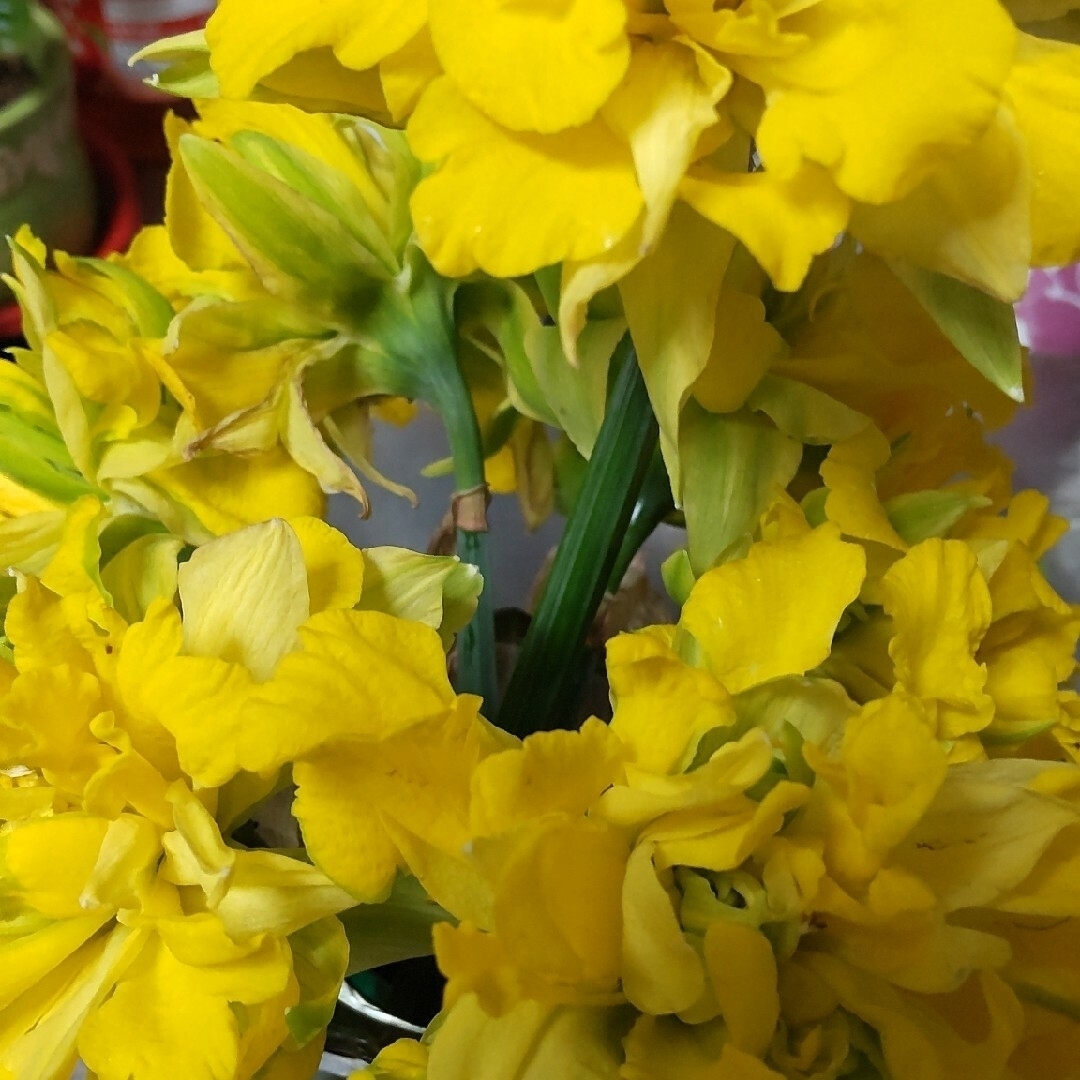 八重咲き水仙(黄色)蕾付き球根7本と葉付き球根10球セット ハンドメイドのフラワー/ガーデン(プランター)の商品写真