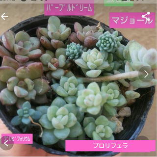 【多肉植物】パープルドリーム、プロリフェラなどカット苗(その他)