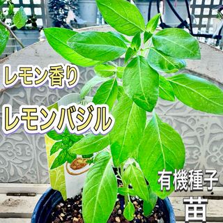 レモンバジル　有機種子　苗　今年初物　シトラスバジル　しっかり茎　無農薬(その他)