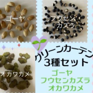 グリーンカーテン用3種セット　ゴーヤ3粒オカワカメ2粒フウセンカズラ10粒(その他)