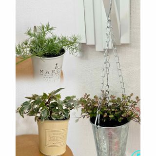 すぐに飾れる観葉植物♪  選べる鉢カバー&苗(その他)