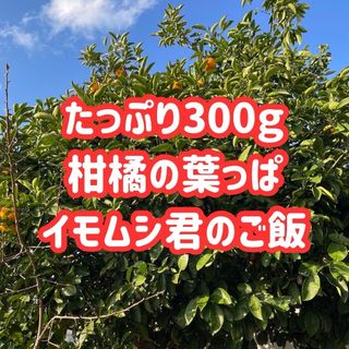 枝付き アゲハ 餌 蝶々 アゲハ蝶 柑橘 葉っぱ エサ 農薬不使用 幼虫 青虫(虫類)