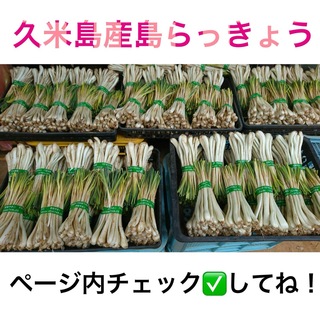 久米島産島らっきょう（500g）(野菜)