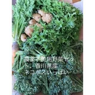 農薬不使用野菜セット、香川県産ネコポスいっぱい(野菜)