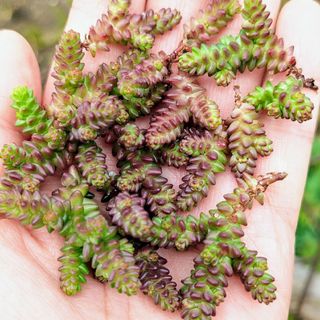 多肉植物　ラベンダー　カット苗(その他)