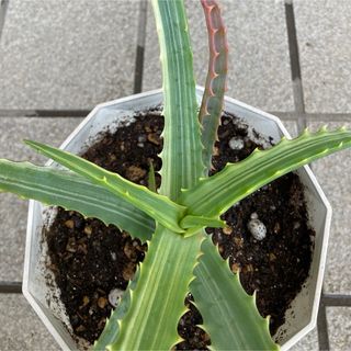 多肉植物　キダチアロエ　斑入り　抜き苗(その他)