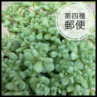 多肉植物　セダム　パープルヘイズ　30カット(その他)