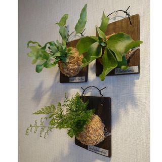 着生シダ植物 板付け3点セット(ビカクシダ、フレボディウム、ダバリア)(その他)