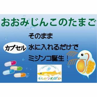 メダカエサ国産純粋オオミジンコ 休眠卵100粒カプセル そらみつめだか製作(ペットフード)