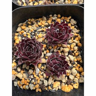 Bitter Chocolate sempervivum(その他)