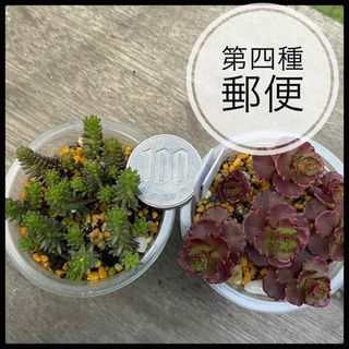 多肉植物　ドラゴンズブラッド　サクサグラレモスグリーン　抜き苗(その他)