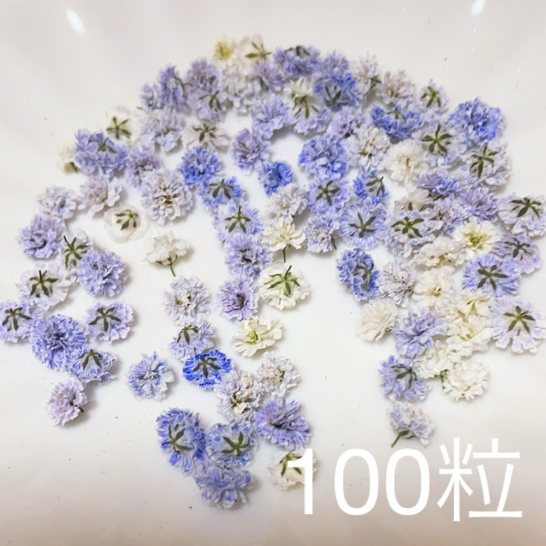 (01)かすみ草ドライフラワー100粒 ハンドメイドのフラワー/ガーデン(ドライフラワー)の商品写真