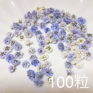 (01)かすみ草ドライフラワー100粒(ドライフラワー)