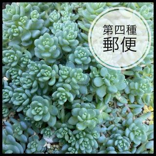 多肉植物　セダム　マジョール　カット苗　20カット(その他)