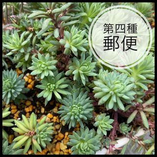 多肉植物　セダム　シルバーストーン　カット苗　20カット(その他)