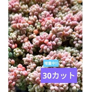 パープルヘイズ  カット苗(その他)