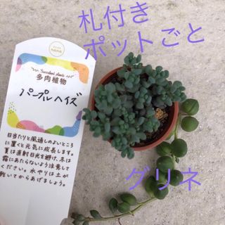 パープルヘイズ 多肉 多肉植物 一寸 ポットごと 札付き グリーンネックレス(その他)