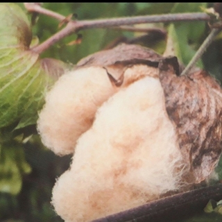 和綿の種〈茶綿〉30粒　無農薬　ブラウンコットン(その他)