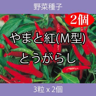 野菜種子 ECA やまと紅（Ｍ型）とうがらし 3粒 x 2個(野菜)