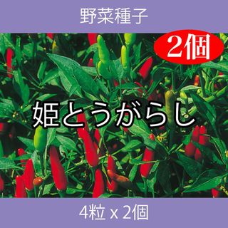 野菜種子 ECD 姫とうがらし 4粒 x 2個(野菜)