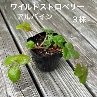 ワイルドストロベリー　３株(その他)