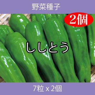 野菜種子 TVK06 ししとう 7粒 x 2個(野菜)