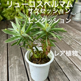 リューコスペルマム　サクセッションレア植物(その他)