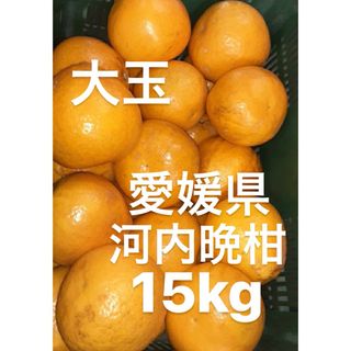 愛媛県産　宇和ゴールド　河内晩柑　柑橘　15kg(フルーツ)