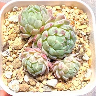 多肉植物 ラノリン 抜き苗 1株(その他)