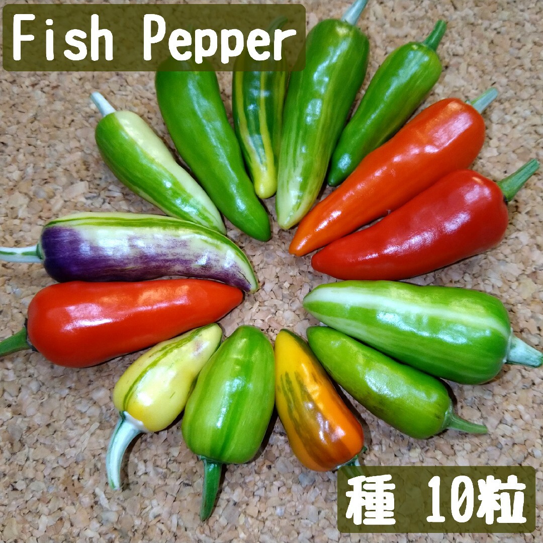 斑入り唐辛子　FishPepper　フィッシュペッパー　種　10粒　果菜　夏野菜 ハンドメイドのフラワー/ガーデン(その他)の商品写真