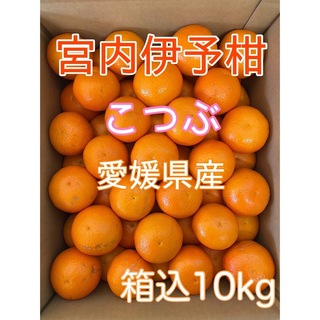 愛媛県産 宮内伊予柑 小粒（2S）箱込み10kg(フルーツ)