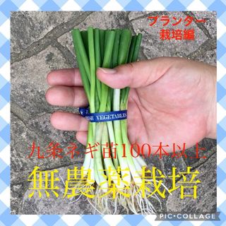 1 岡山県産　農薬不使用　九条ネギの苗　5株100本以上　プランター編(野菜)