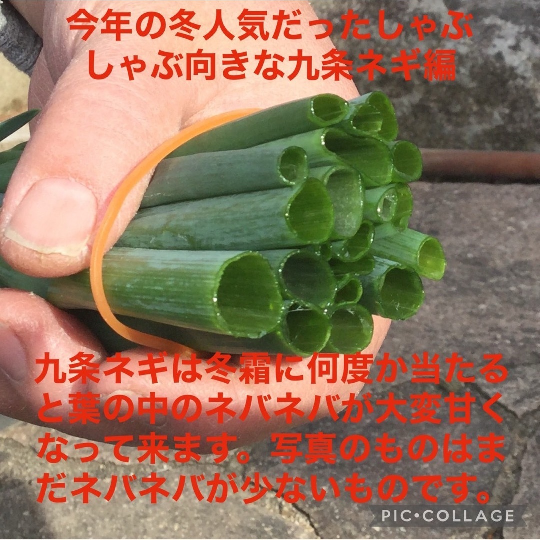 2 岡山県産　農薬不使用　九条ネギの苗　4株80本以上　しゃぶしゃぶ編 食品/飲料/酒の食品(野菜)の商品写真