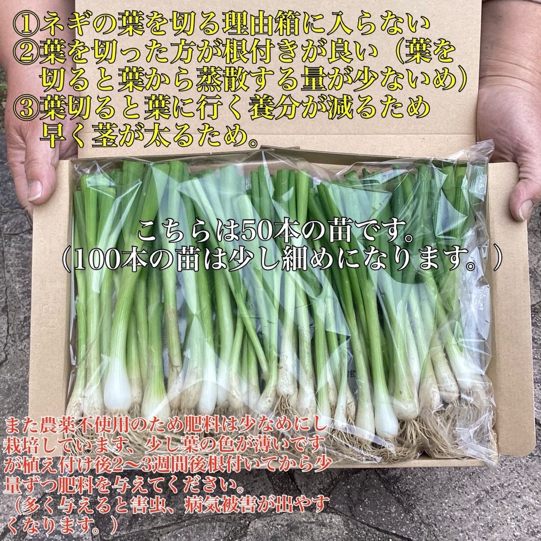 3 岡山県産　農薬不使用　九条ネギの苗　2.5株50本以上　トンネル栽培編 食品/飲料/酒の食品(野菜)の商品写真