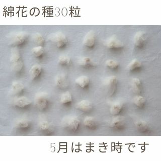 【5月がまき時！】綿花の種30粒～無農薬自家栽培の綿から収穫しました！(その他)