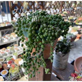 多肉植物　グリーンネックレスのカット苗(その他)