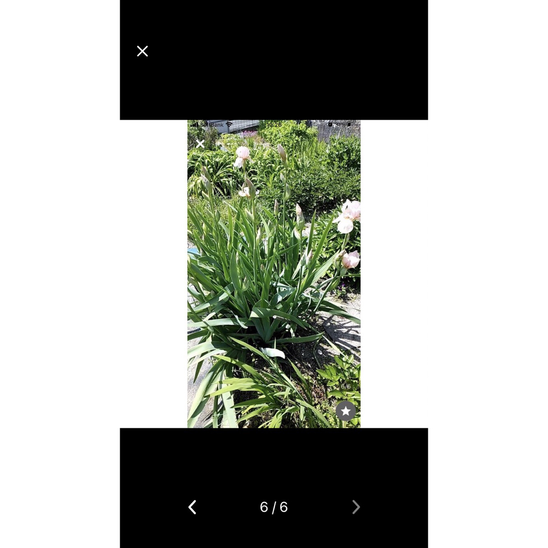 即購入禁止　美しいジャーマンアイリス  3株　品種色々 ハンドメイドのフラワー/ガーデン(その他)の商品写真