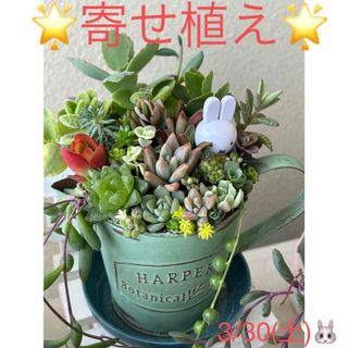 多肉植物❤︎寄せ植え❤︎このまま飾れます❤︎イエローミッフィ🐰(その他)