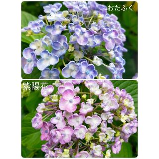 紫陽花おたふく根付き1本＋ニゲラの種orポリナゴムの種(プランター)