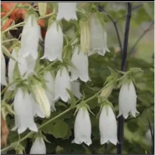 即購入禁止　カンパニュラ　8株　ホタルブクロ 白花　雨降花　宿根草　茶花　山野草(その他)