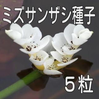 【5粒】ミズサンザシの種子(アクアリウム)