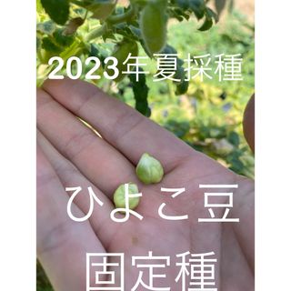 ひよこ豆　ガルバンゾ　20粒(野菜)