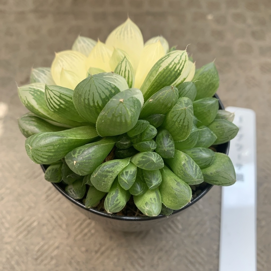 多肉植物 ハオルチア オブツーサ錦 極上斑‼️の通販 by AQUA|ラクマ 多肉植物 ハオルチア オブツーサ錦 極上斑‼️の通販 by AQUA|ラクマ