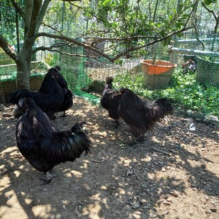 黒烏骨鶏の卵(割れ保証無し)おまけ付き(その他)