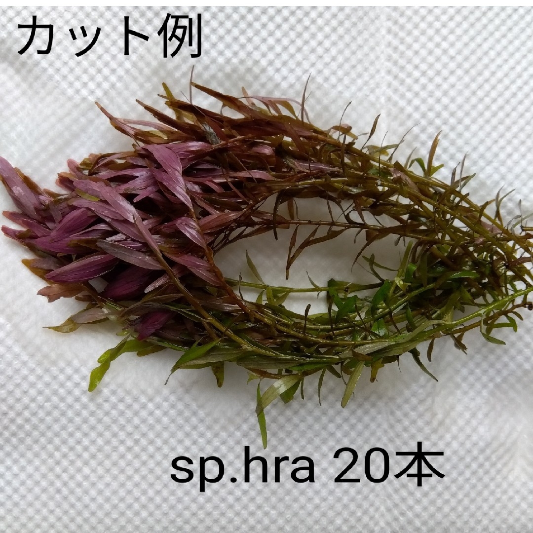 ロタラsp hra (水中葉) 30本 おまけ有り その他のペット用品(アクアリウム)の商品写真