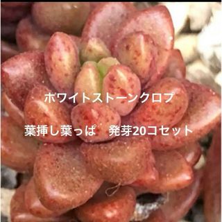 39SALE！多肉植物^o^ ホワイトストーンクロプ葉挿し20枚(その他)